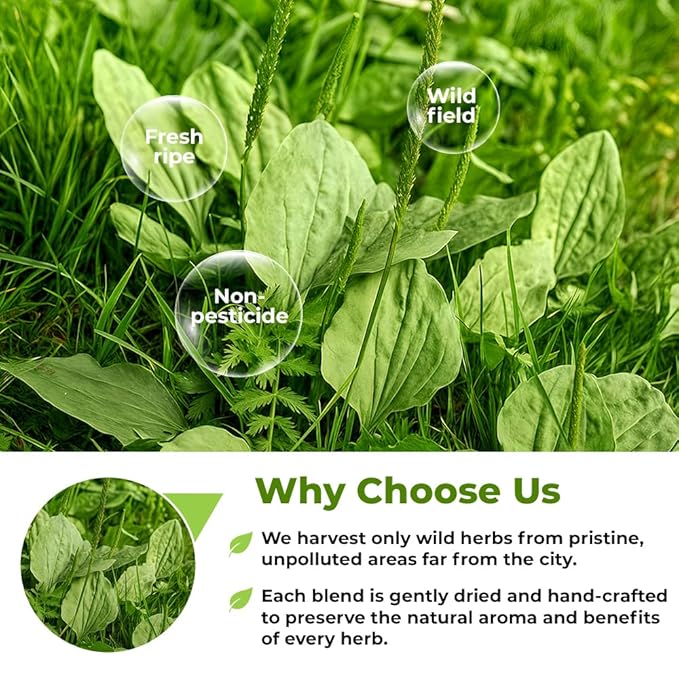 50 Bags Broadleaf Plantain Leaf Herb Tea (Plantago Majoris Folia) Plantain Leaves Tea - 50 Count 1.5 g Bags Llanten