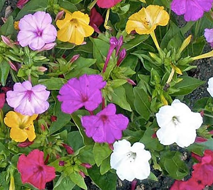 80 Mixed Four O'Clock Seeds - Tender Perennial That Reseeds Easily