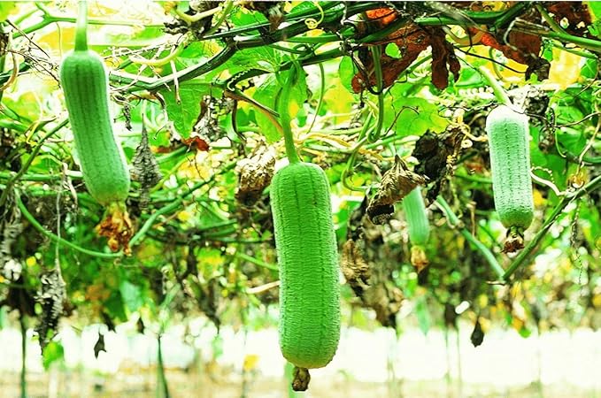 Seeds Dishrag Gourd Smooth Luffa Sponge Rag Outdoor Heirloom Vegetable for Planting Non GMO