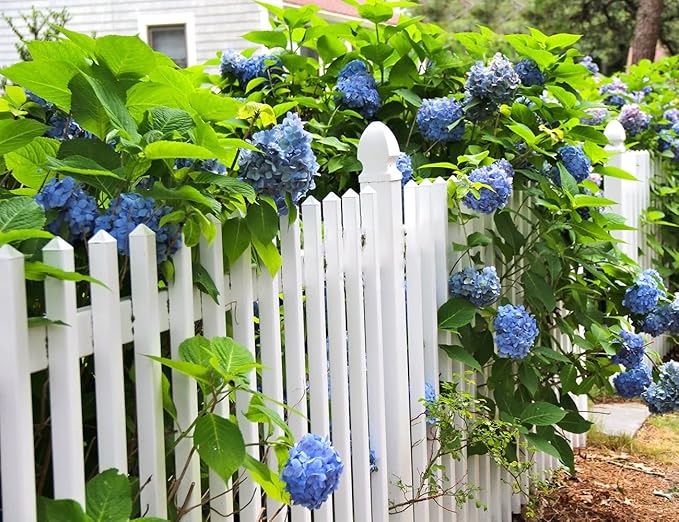 60+ Mixed Color Hydrangea Seeds for Planting, Hydrangea macrophylla Giant Snowball Hydrangea Fast Growing Shrub, Flower Plant Wedding, Outdoor Garden - Potted Plants
