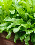 3000+ Premium French Sorrel Seeds for Planting – Low Maintainance, Easy to Grow, High-Yield– Non-GMO Heirloom Seeds
