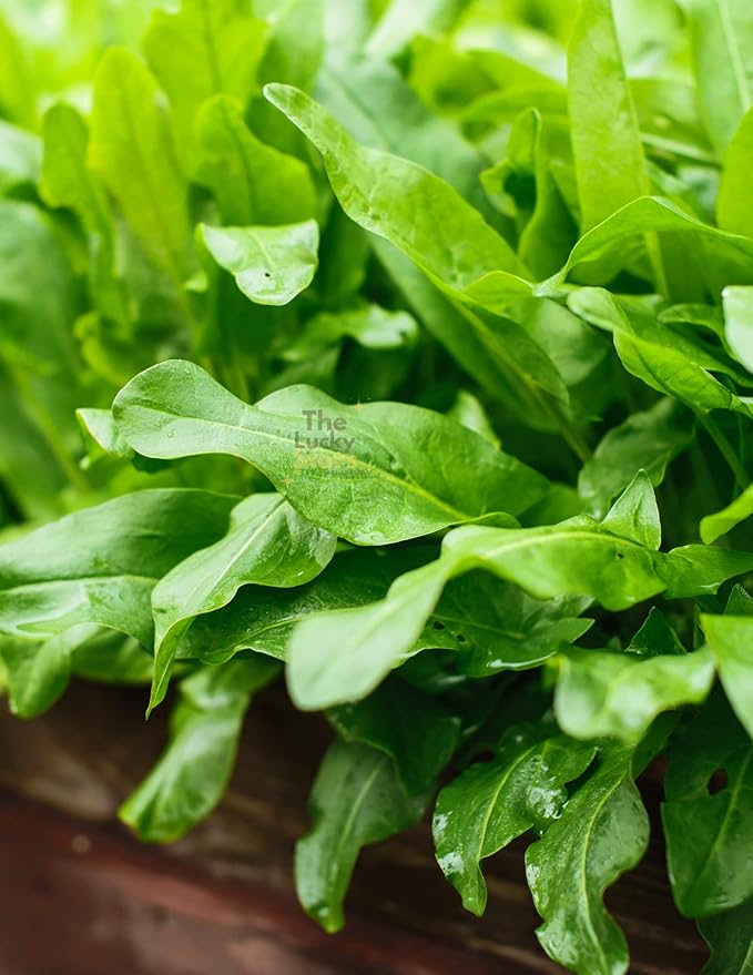 3000+ Premium French Sorrel Seeds for Planting – Low Maintainance, Easy to Grow, High-Yield– Non-GMO Heirloom Seeds