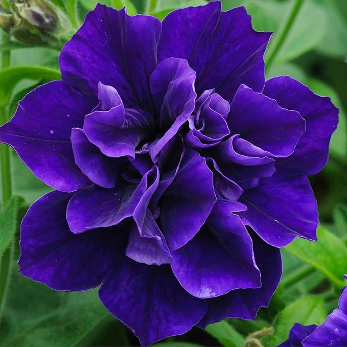 330+Perennial Petunia Double Flower Seed for Planting Outdoor