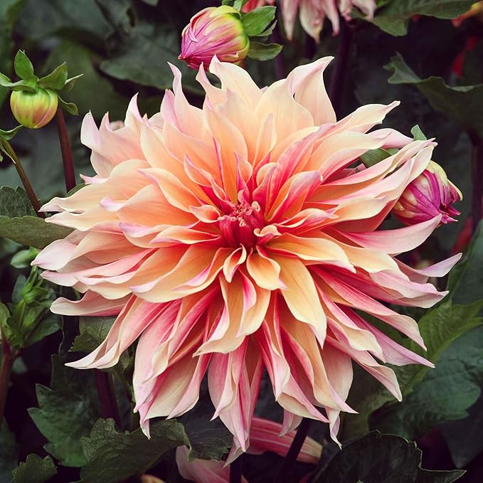 Eden Brothers Dahlia Bulbs (Decorative) - Labyrinth, Non-GMO Bulbs for Planting, 4 Bulbs | Low-Maintenance Flower Bulbs, Plant During Spring, Zones 8, 9, 10, 11