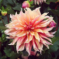 Eden Brothers Dahlia Bulbs (Decorative) - Labyrinth, Non-GMO Bulbs for Planting, 2 Bulbs | Low-Maintenance Flower Bulbs, Plant During Spring, Zones 8, 9, 10, 11