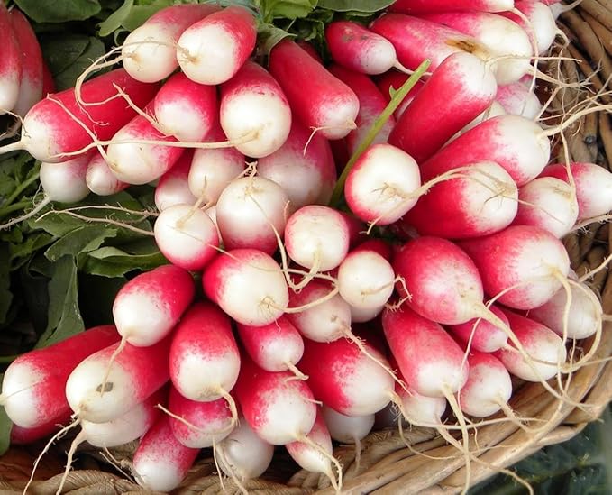 300+ Seeds Fire N Ice French Radish Yield Within 18 Days - Vegetable Red