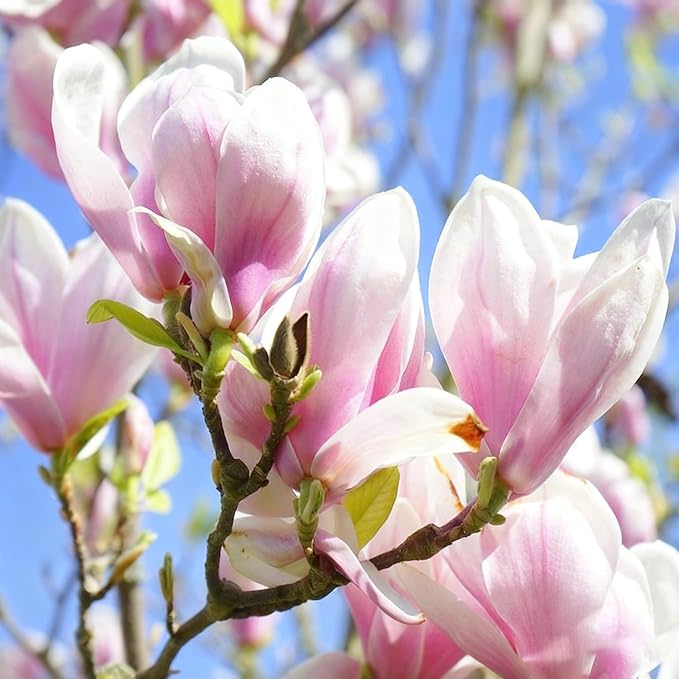10 Magnolia Flower Seeds for Planting, Mixed Color Perennial Yulania Flower Seed, Non-GMO Heirloom Magnolia Flower Seeds for Home Garden Outdoor