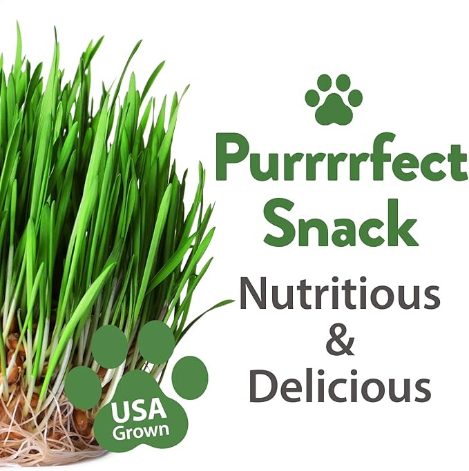 HOME GROWN 2,160+ Cat Plant Seeds Mix – Non GMO Heirloom Catnip, Lemongrass, Licorice, Thyme & Valerian – Pet-Friendly Indoor Garden Refill Kit for Cats & Kittens