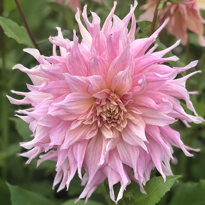 Eden Brothers Dahlia Bulbs (Dinnerplate) - Penhill Watermelon, Non-GMO Bulbs for Planting, 2 Bulbs | Low-Maintenance Flower Bulbs, Plant During Spring, Zones 8, 9, 10, 11