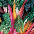 Outsidepride Mix Swiss Chard Seeds for Planting Vegetables & Microgreens - 1000 Pcs Vibrant, Tasty & Highly Nutritious Biennial Vegetable Seeds for Garden Beds, Borders, & Containers
