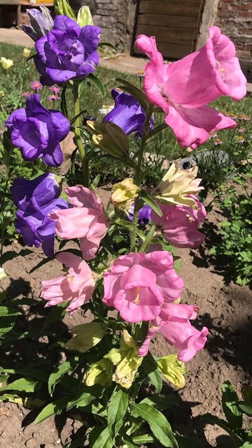 Canterbury Bell Mix Seeds Cup and Saucer – Campanula Medium | Biennial | Vibrant Bell-Shaped Blooms for Garden Borders & Cut Flowers