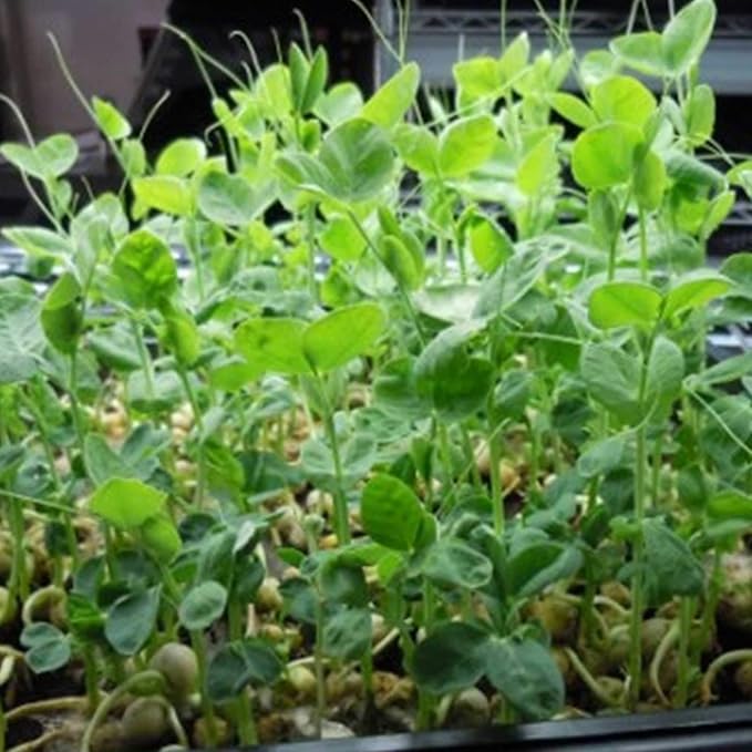 Green Pea Sprouting Seed - 5 Lb Brand - Green Pea for Sprouts, Garden Planting, Cooking, Soup, Emergency Food Storage, Vegetable Gardening