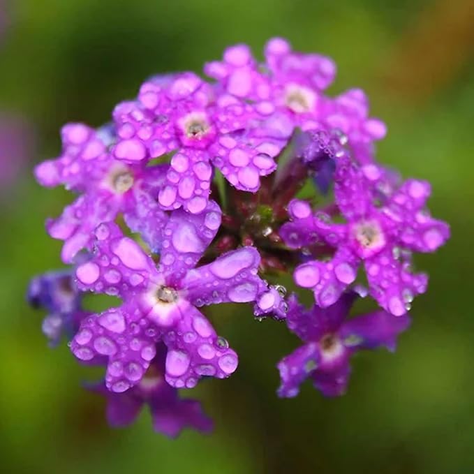 KVITER 1000 Purple Trailing Verbena Seeds (Verbena Tenuisecta) - Creeping Verbena, Purpule Moss Verbena Seeds - Ideal Perennial Flower Seeds for Planting in Outdoor Garden, Containers, Windowsills