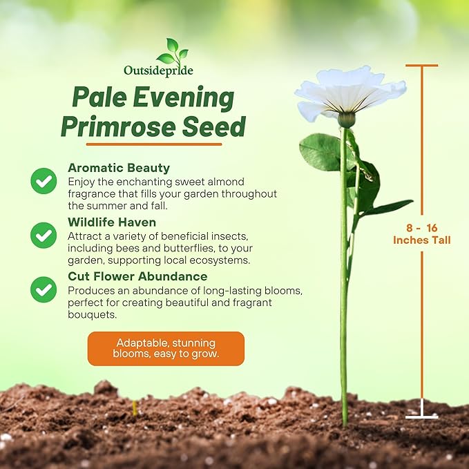 Outsidepride Pale Evening Primrose Seeds - 2000 Pcs Perennial Oenothera Pallida - Fragrant, Drought-Tolerant White Buttercup Blooms for Xeriscaping, Easy-to-Grow, Pollinator-Friendly, Low Maintenance