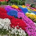15500+ Mix Magic Perennial Creeping Thyme Seeds for Planting, Thymus Serpyllum Heirloom, Ground Cover Plants