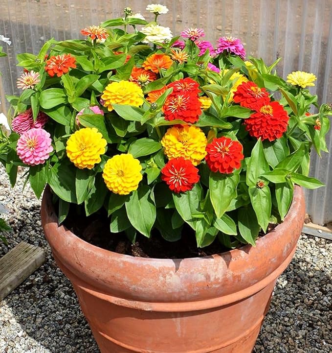 5g pcs Mixed Color Zinnia Seeds for Planting - Heirloom Non-GMO Flower Seeds, Vibrant Flowers for Small Gardens & Balconies Open Pollinated
