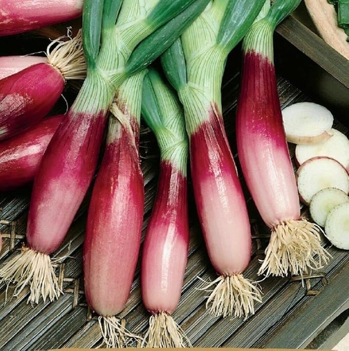 100+ Seeds Red Welsh Onion - Vegetable Red