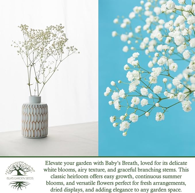 Perennial Baby’s Breath Seeds (Gypsophila) – 500+ Heirloom Non-GMO Seeds by Isla’s Garden Seeds, Delicate White Blooms, Perfect for Cut Flowers, Borders & Cottage Gardens