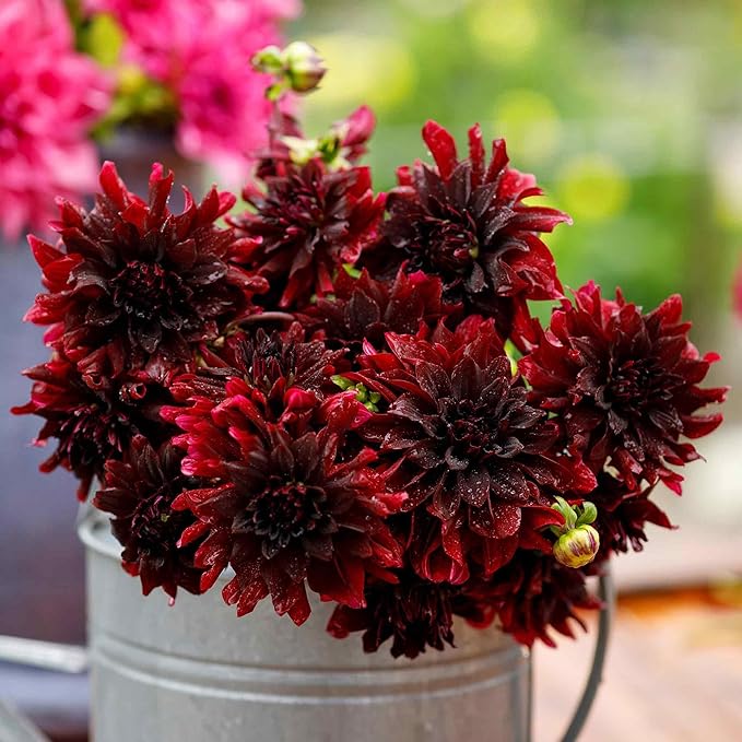 Eden Brothers Dahlia Bulbs (Decorative) - Rip City, Non-GMO Bulbs for Planting, 2 Bulbs | Low-Maintenance Flower Bulbs, Plant During Spring, Zones 8, 9, 10, 11