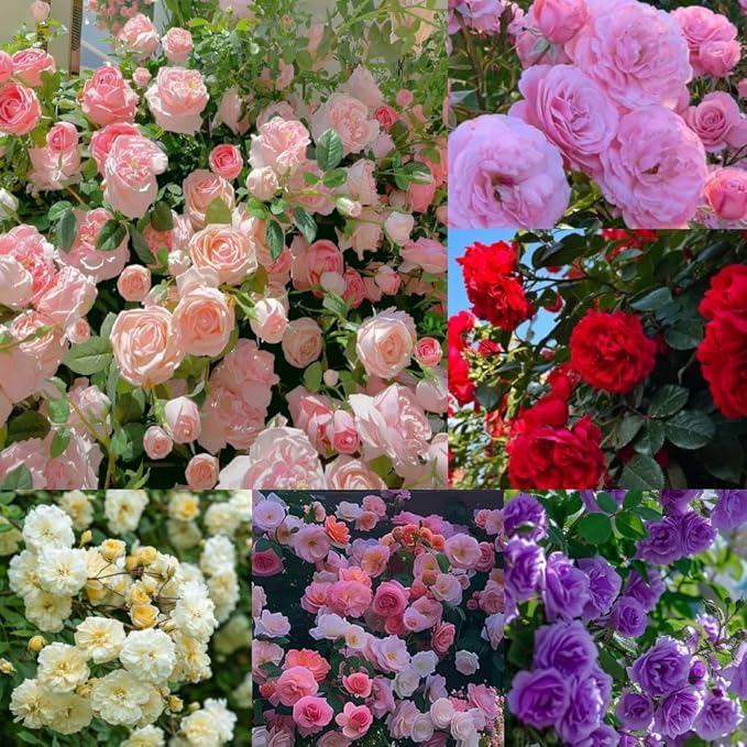 200+ Rose Hybrid Seeds for Planting Outdoor-Perennial Rare Rose Flowers Plant for Your Grarden Home