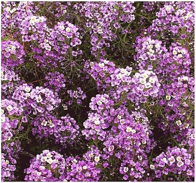 8000 Sweet Alyssum Seeds - Carpet of Snow - Great Ground Cover