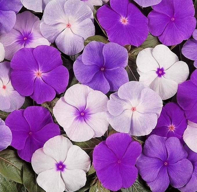 Ground Cover Perennial Vinca Seeds – 150pcs Catharanthus Roseus – Long-Blooming, Easy to Cultivate Garden Flowers – Perfect for Borders, Hanging Baskets & Outdoor Decoration
