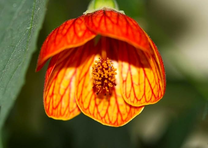 Seeds Abutilon Seeds Mix 50 Seeds for Planting Flowers Indian Mallow Flowering Maple