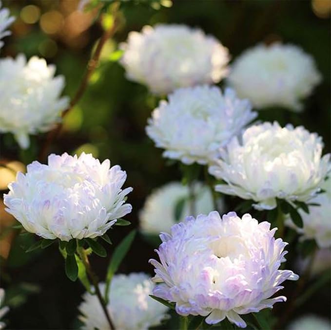 Mixrug Chrysanthemum Flowers Seeds for Planting, 1000pcs Rare Perennial Tanacetum Chrysanthemum Morifolium Flower Seeds, Heirloom Non-GMO Home Garden Wildflower in Outdoors Indoors