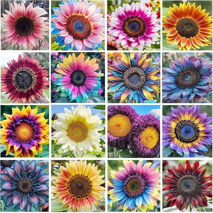 520+ Mixed Sunflower Seeds for Planting-Non-GMO Heirloom Plant Seeds for Garden, Yard & Pot
