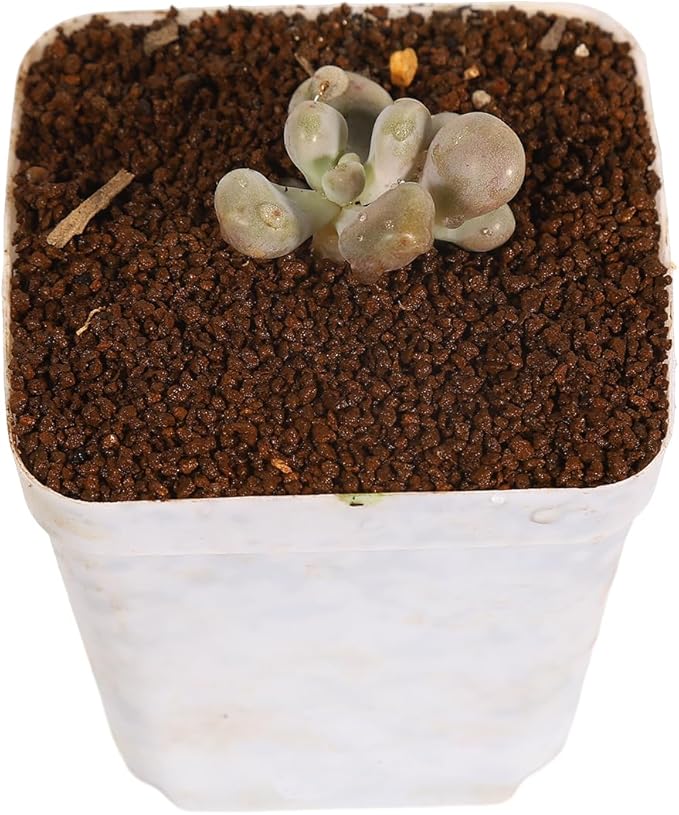 Japanese Super Hard Akadama Bonsai Soil - Fine Grain (1-2mm), 6 lb (3.6 QT) | Premium Volcanic Clay Medium for Cuttings, Seedling Cultivation & Miniature Plants