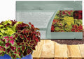 Outsidepride Wizard Mix Coleus Seeds for Planting - 200 Pcs Annual, Compact, & Easy to Grow, Flower Seeds with Serrated Foliage, Ideal for Shaded Areas, Containers, Borders, & Gardens