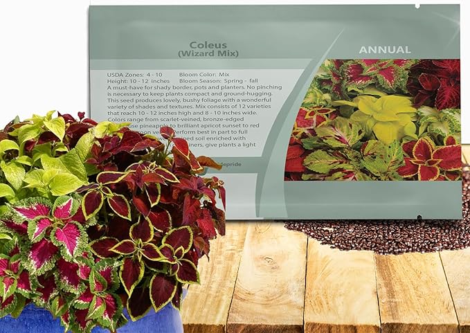 Outsidepride Wizard Mix Coleus Seeds for Planting - 200 Pcs Annual, Compact, & Easy to Grow, Flower Seeds with Serrated Foliage, Ideal for Shaded Areas, Containers, Borders, & Gardens