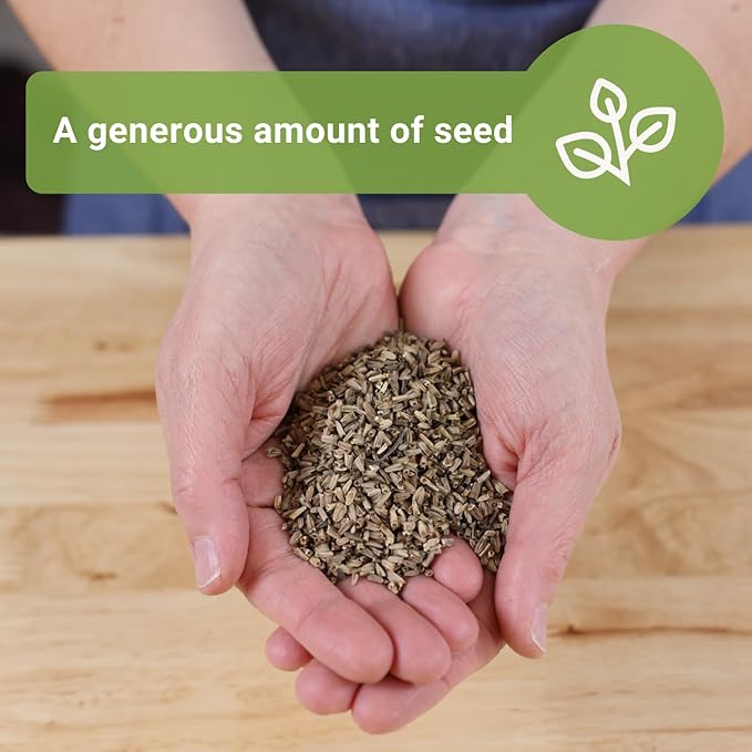 Sow Right Seeds - Bulk Purple Coneflower Echinacea Flower Seeds for Planting - 20 Grams, 5500 Seeds - Non-GMO Heirloom Jumbo Pack with Instructions to Plant an Herbal Tea Garden - for Pollinators