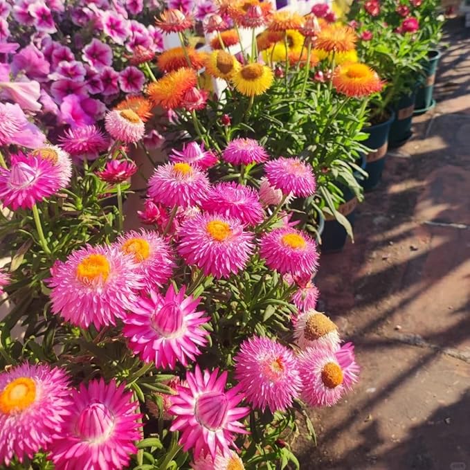 2500 Non-GMO Strawflower Seeds - Heirloom Low-Maintenance Flowers, High Germination & Pest-Resistant, Perfect for Pots