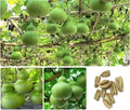5PCS Birdhouse Gourd Seeds Asian Bottle Gourd Vegetable Seeds Heirloom