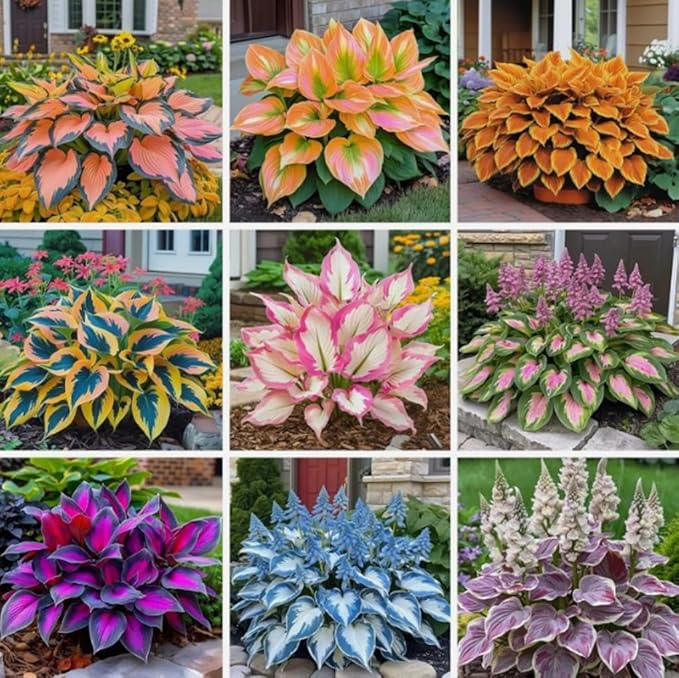 100PCS Heart-Shaped Hosta Seeds Perennial Shade Garden for Planting Outdoor Attract Pollinators