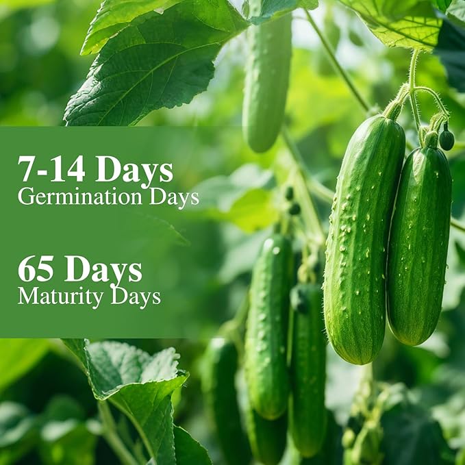 50 Straight Eight Cucumber Seeds - Heirloom Non-GMO USA Grown Vegetable Seeds for Planting in Trellises, Raised Beds, Space Gardens- Pickling and Slicing Cucumber