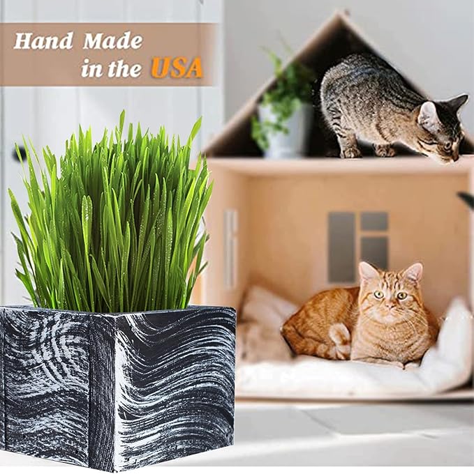 Cali Kiwi Pros Cat Grass for Indoor Cats - Christmas Organic Cat Grass Kit: 4.25" Square Planter with Organic Seeds, Soil Pucks, Hand Made in The USA (Green Gold)