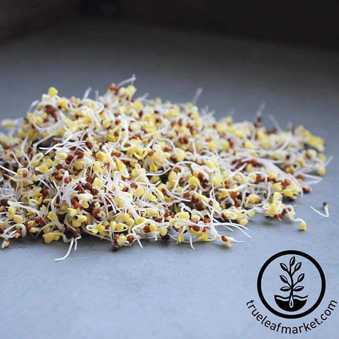 Organic Broccoli Sprouting Seeds by Handy Pantry | 8 oz. Resealable Bag | Non-GMO Broccoli Sprouts Seeds, Contains Sulforaphane