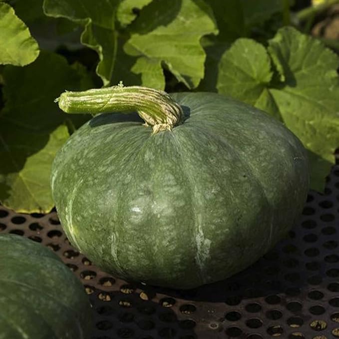 Sweet Meat Winter Squash Garden Seeds - 1 Oz - Heirloom, Non-GMO - Vegetable Gardening Seed by Mountain Valley Seeds