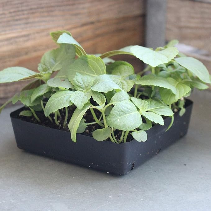 Shiso Seeds - Green - 0.25 Oz - Non-GMO Herb Garden & Microgreens/Micro Herbs - AKA: Perilla, Beefsteak Plant