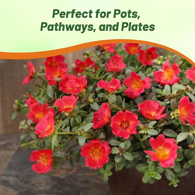 Outsidepride Scarlet Purslane Seeds for Planting - 50 Pcs Annual, Easy to Grow, Vitamin-Rich & Drought Tolerant Succulent Seeds for Culinary, Xeriscaping, Containers & Hanging Baskets