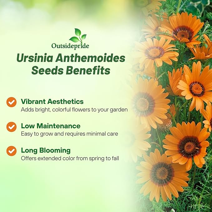 Outsidepride 1000 Seeds Annual Ursinia Anthemoides Flower Seeds for Planting