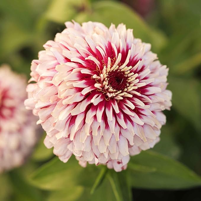 Eden Brothers Zinnia Seeds - Mazurkia