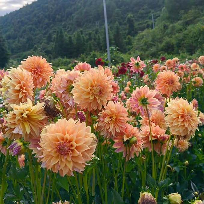 Mixrug Mix Dahlia Seeds for Planting, 400pcs Rare Perennial Garden Dahlia Flower Seeds Non-GMO Heirloom Flower Plants, Beauty Home Garden for Outdoors