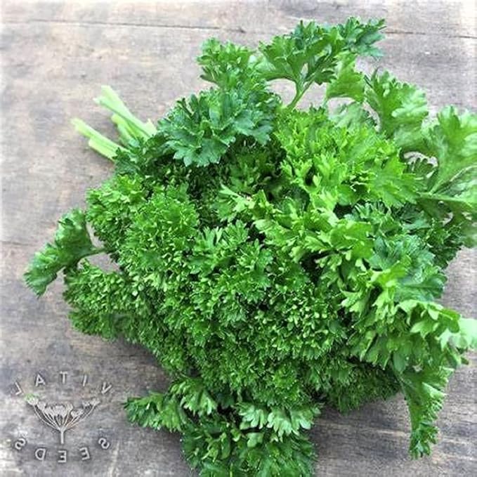 Moss Curled Parsley Herb Seeds - 100 Count Seed Pack - Non GMO - A Dense Rosette of Rich Green, Deeply-Cut, Tightly-Curled, Aromatic Leaves.