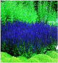 50 Blue Queen Salvia Seeds for Planting, Butterfly, Hummingbird, and Bee Friendly, Rich Deep Color