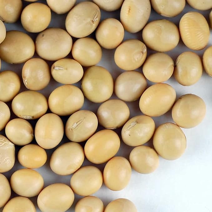Soybean Seeds - 30 g Packet ~175 Seeds - Organic, Non-GMO - Sprouting Sprouts, Tofu, Food Storage, Crop & Vegetable Garden