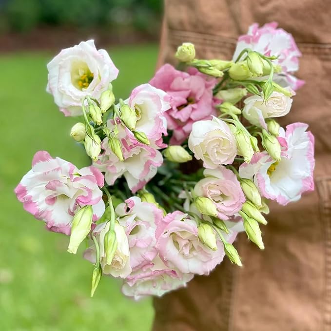 Lisianthus Flower Seeds for Planting - 1000+ Annual Lisianthus Double Flower Seeds