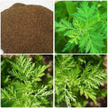 Chinese Wormwood Seeds, Sweet Annie (Artemisia annua) 200pcs Rare Medicinal Herb Seeds for Backyard Garden Nursery Seedling Plant Seed